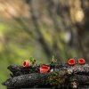 Sarcoscypha Coccinea